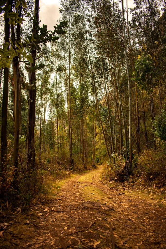 Q’ENQO FOREST